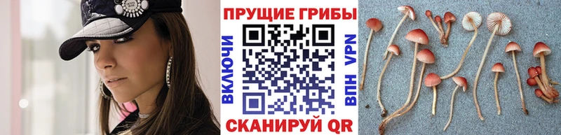 Псилоцибиновые грибы мицелий  Дагестанские Огни 